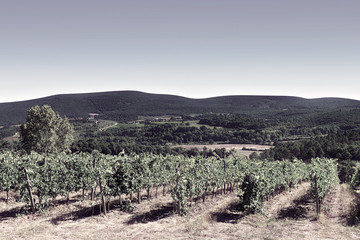 Vineyard