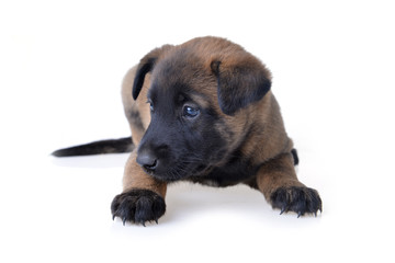 Obraz premium young puppies