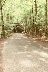 Obraz premium Forest