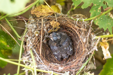 chick in the nest.