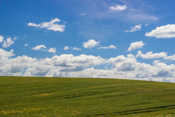 Field on a background of blue sky.