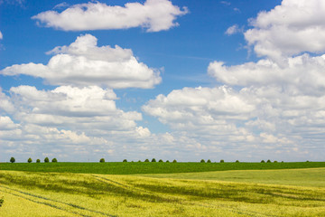 Naklejka premium Field on a background of blue sky.