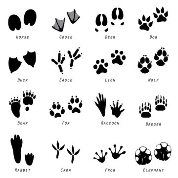 Animal Spoor Footprints Icon Vector