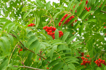 bush rowan