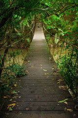 Obraz premium Wood bridge to the jungle