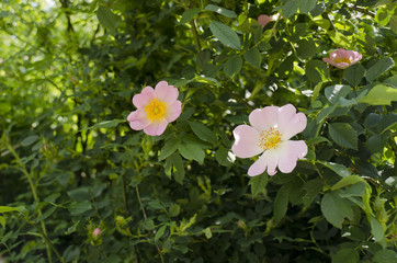 Naklejka premium flower pink wild roses