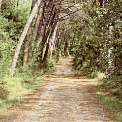 Road in Forest