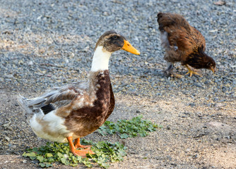 Duck and chicken on a poultry farm