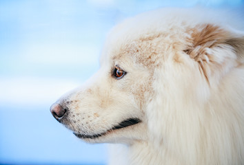 White Samoyed dog