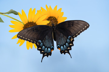 Fototapeta premium Eastern Tiger Swallowtail butterfly (Papilio glaucus) on sunflowers
