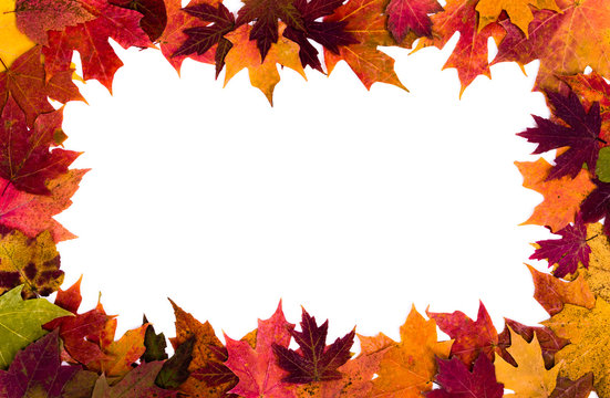 Autumn leaves border on white background