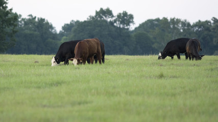 Cattle grazing on summer pasture with blank foreground © jackienix