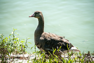 Greater white-fronted goose on greenery  and pond water background 