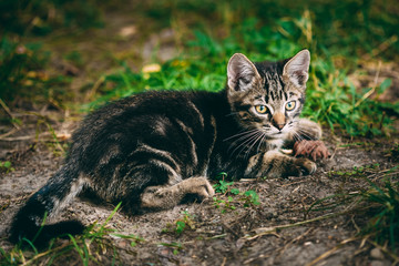 Naklejka na ściany i meble Playful Cute Tabby Gray Cat Kitten Pussycat Sitting In Grass Out