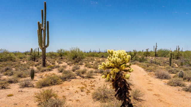 Saguaro and Cholla Cacti in the Arizona Desert on a hot summer day