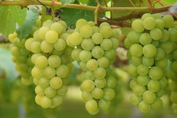 green grapes