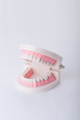 歯の模型,白バック