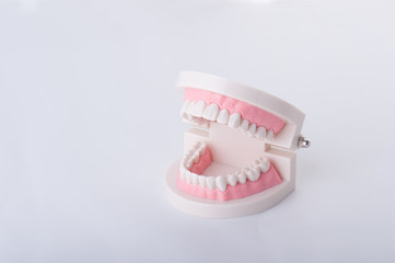 Fototapeta na wymiar 歯の模型,白バック