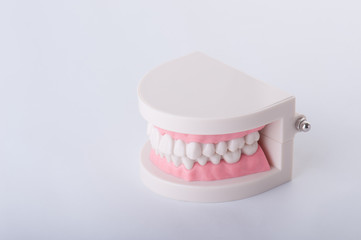 歯の模型,白バック