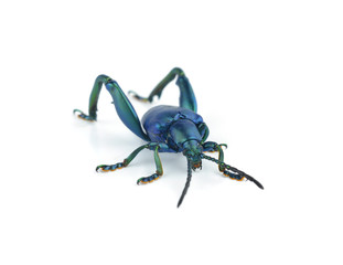 Purple Swollen-legged Beetle isolated on white background