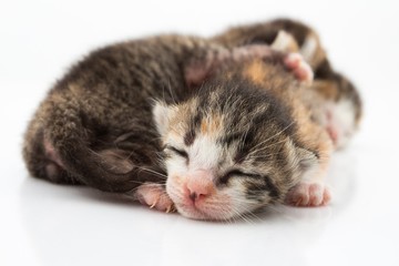 Little cats lying on white background.