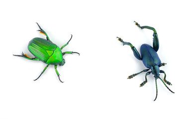 Green beetle isolated on white background