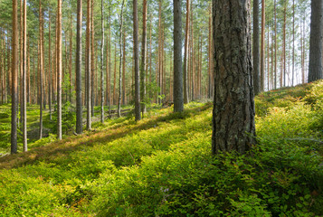 Summer Pine Forest