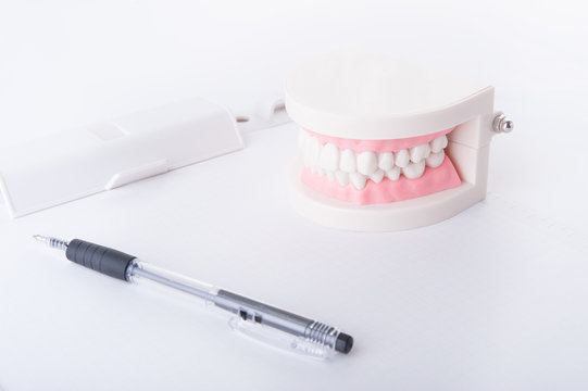 歯の模型,歯の定期検診