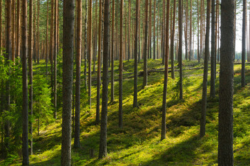 Summer Pine Forest