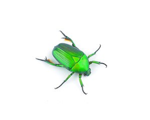Green beetle isolated on white background