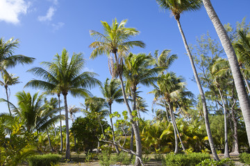 Naklejka premium Palm trees and bush on the tropical island, a thicket