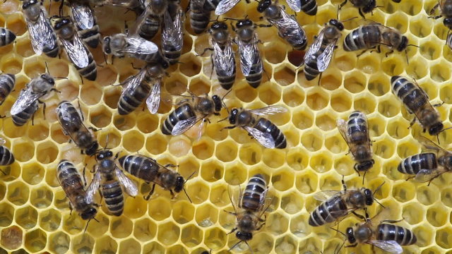 Early and later stages of honey bee larva development in the honeycomb. Worker bees moving above them. 
