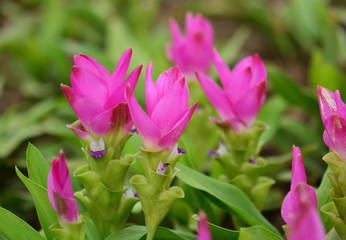 Curcuma alismatifolia, Siam tulip