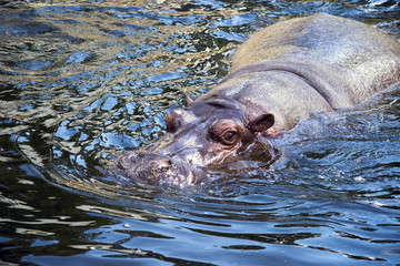 hippo in water