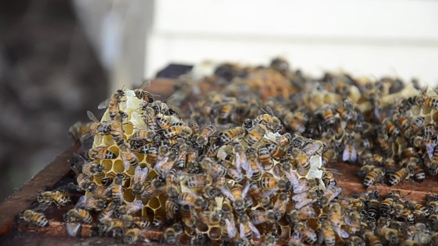 Bee Farm in Thailand