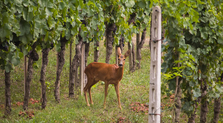 Ritratto di un capriolo nel vigneto © Buffy1982