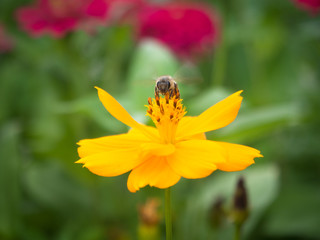 summer flower garden