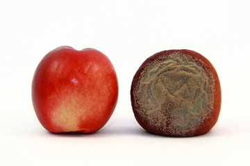 Nektarine reif und faul 1