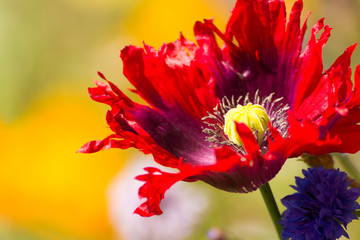 Blumenwiese in Dänemark