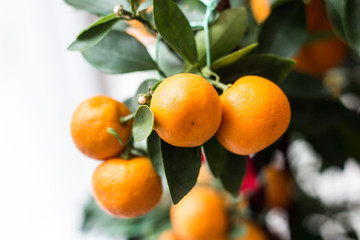 Tangerines
