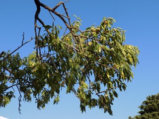 Almond tree and blue sky