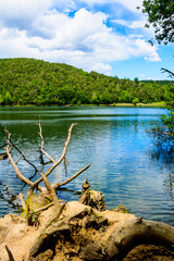 Baumstumpf mit Wurzel im See