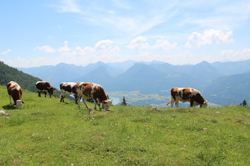 Cows graze on the Alpine meadows