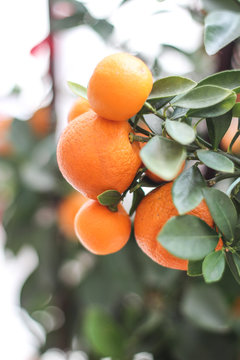 Tangerines
