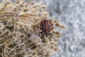 Red striped Graphosoma lineatum/Graphosoma semipunctatum on plant
