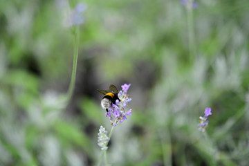 Lavendel