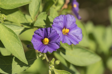 Solanum rantonnetii flowers