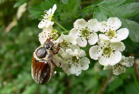 Maggiolino (Melolonta melolonta)