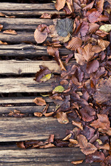 Autumn leaves on the ground