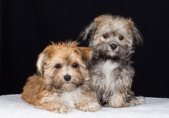 Havaneser Welpe Hund Studio